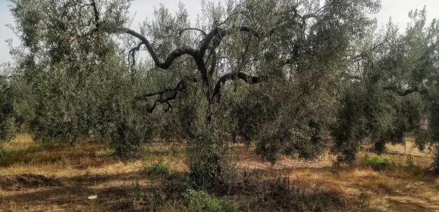 Terreno agrario – Bollullos de la Mitación