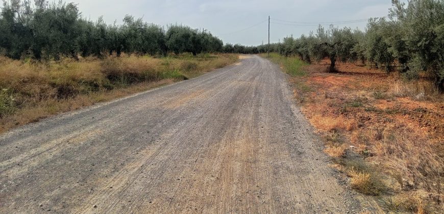 Terreno agrario – Bollullos de la Mitación