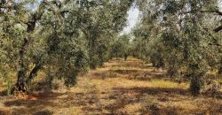 Terreno agrario – Bollullos de la Mitación