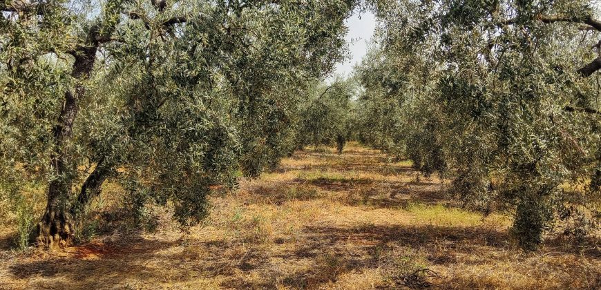 Terreno agrario – Bollullos de la Mitación