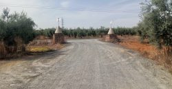 Terreno agrario – Bollullos de la Mitación