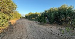 Parcela con Nave y Olivos en Venta en la Mata Alcozarina.- Morón de la Frontera.