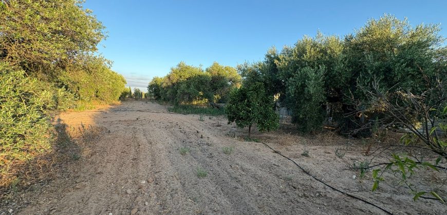 Parcela con Nave y Olivos en Venta en la Mata Alcozarina.- Morón de la Frontera.