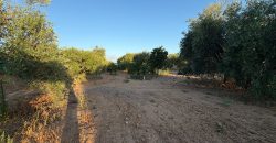 Parcela con Nave y Olivos en Venta en la Mata Alcozarina.- Morón de la Frontera.
