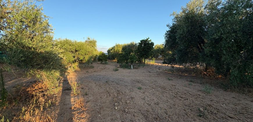 Parcela con Nave y Olivos en Venta en la Mata Alcozarina.- Morón de la Frontera.