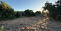 Parcela con Nave y Olivos en Venta en la Mata Alcozarina.- Morón de la Frontera.