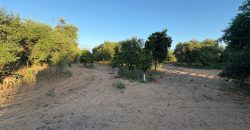 Parcela con Nave y Olivos en Venta en la Mata Alcozarina.- Morón de la Frontera.
