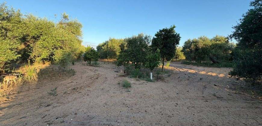Parcela con Nave y Olivos en Venta en la Mata Alcozarina.- Morón de la Frontera.