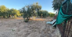 Parcela con Nave y Olivos en Venta en la Mata Alcozarina.- Morón de la Frontera.