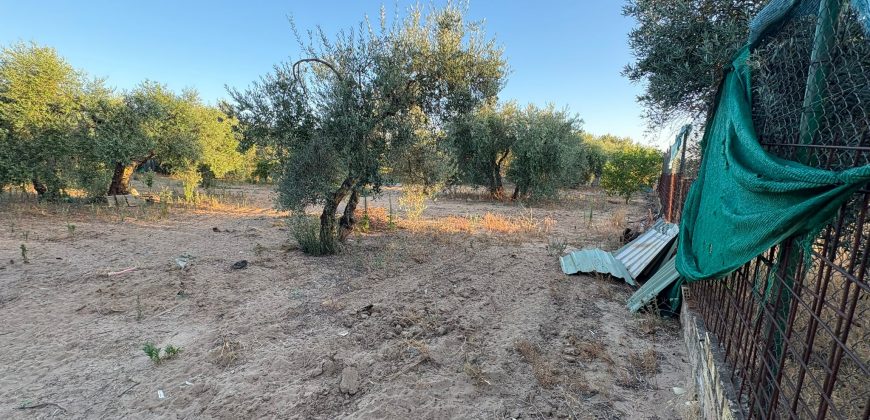 Parcela con Nave y Olivos en Venta en la Mata Alcozarina.- Morón de la Frontera.