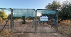 Parcela con Nave y Olivos en Venta en la Mata Alcozarina.- Morón de la Frontera.