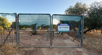 Parcela con Nave y Olivos en Venta en la Mata Alcozarina.- Morón de la Frontera.