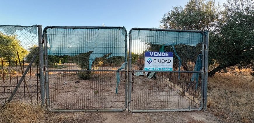 Parcela con Nave y Olivos en Venta en la Mata Alcozarina.- Morón de la Frontera.