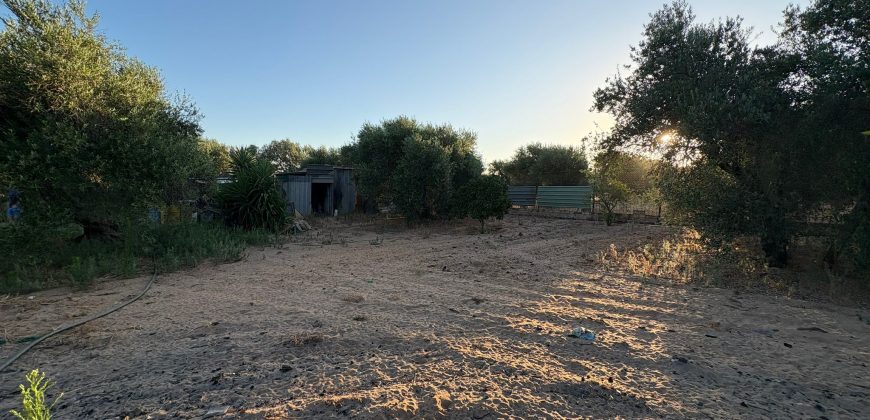 Parcela con Nave y Olivos en Venta en la Mata Alcozarina.- Morón de la Frontera.