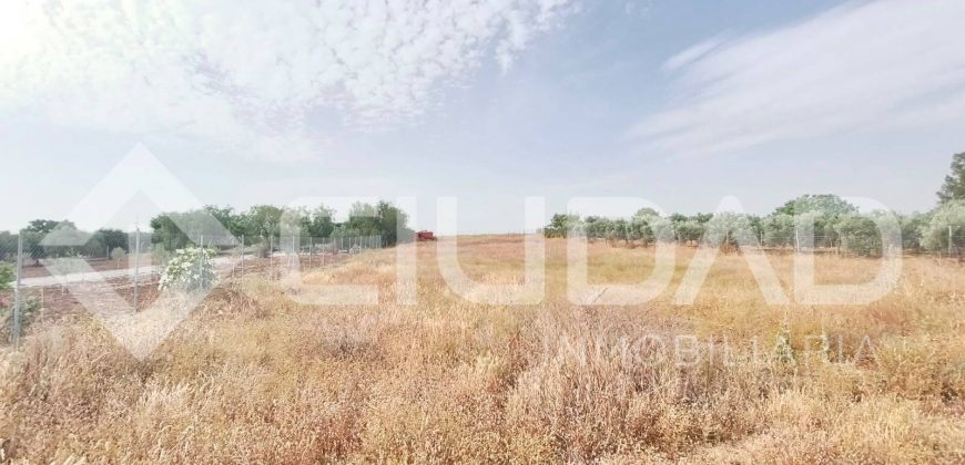 Finca rústica en venta en El Cuervo – Zona El Buhadillo