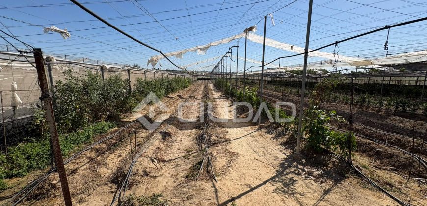 Terreno rústico con construcción e invernaderos