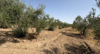 Terreno rústico agrario – Espartinas