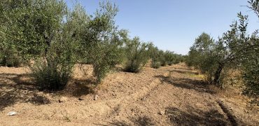 Terreno rústico agrario – Espartinas