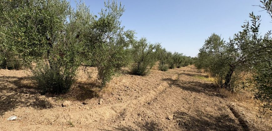 Terreno rústico agrario – Espartinas