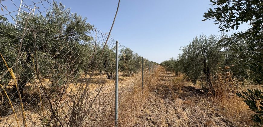Terreno rústico agrario – Espartinas