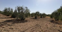 Terreno rústico agrario – Espartinas