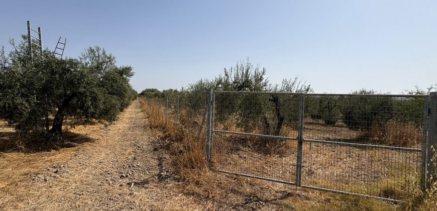 Terreno rústico agrario – Espartinas