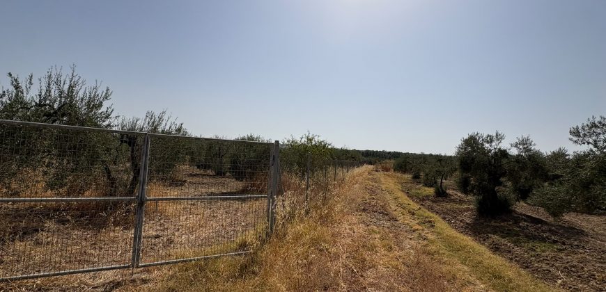Terreno rústico agrario – Espartinas