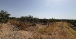Terreno rústico agrario – Espartinas
