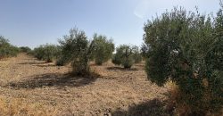 Terreno rústico agrario – Espartinas