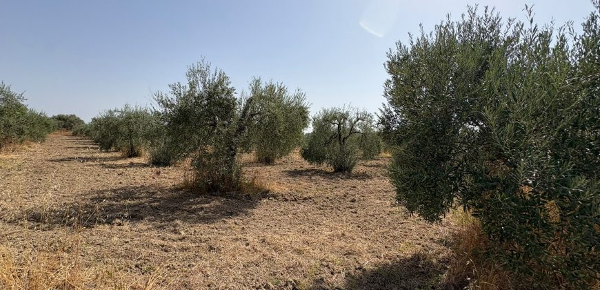 Terreno rústico agrario – Espartinas