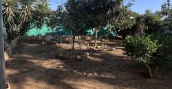 FINCA RÚSTICA EN LAS LOBERAS (CARMONA)