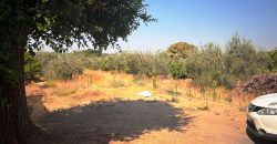 Finca rústica – Huévar del Aljarafe