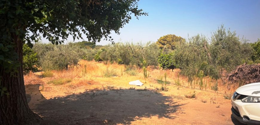 Finca rústica – Huévar del Aljarafe