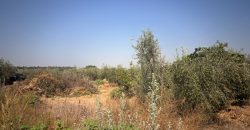 Finca rústica – Huévar del Aljarafe