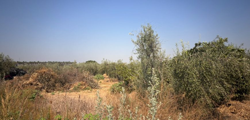 Finca rústica – Huévar del Aljarafe