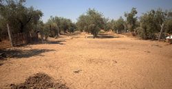 Finca rústica – Huévar del Aljarafe