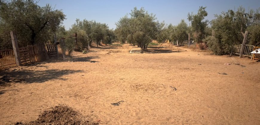 Finca rústica – Huévar del Aljarafe