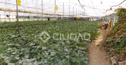 Terreno con invernaderos en La Reyerta