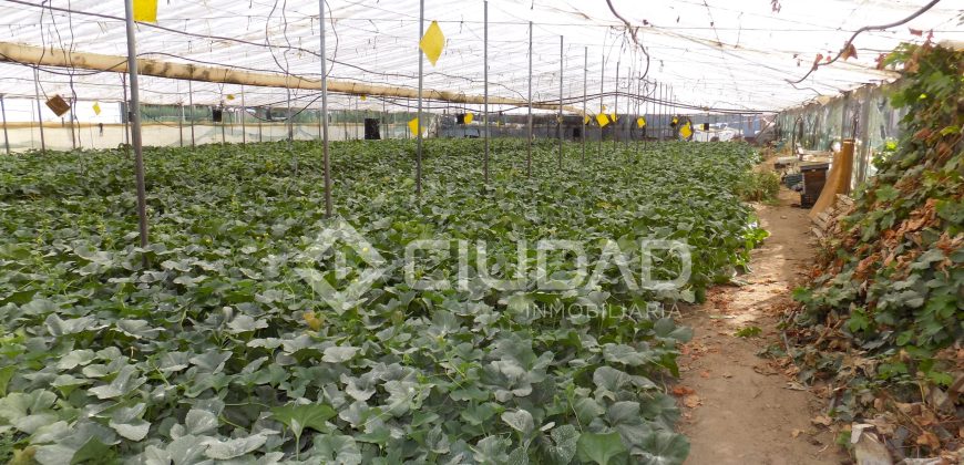 Terreno con invernaderos en La Reyerta