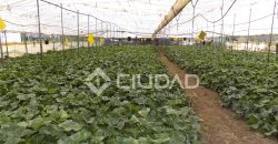 Terreno con invernaderos en La Reyerta