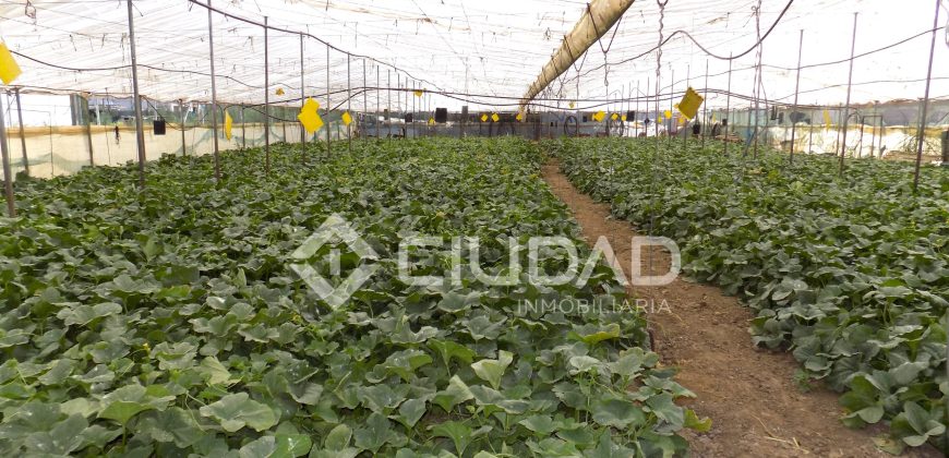 Terreno con invernaderos en La Reyerta
