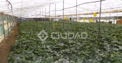 Terreno con invernaderos en La Reyerta
