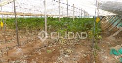 Terreno con invernaderos en La Reyerta