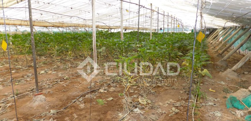 Terreno con invernaderos en La Reyerta