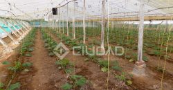 Terreno con invernaderos en La Reyerta