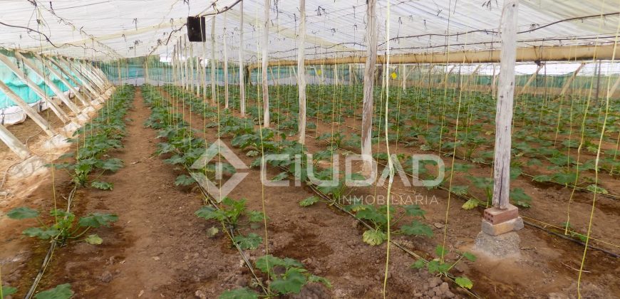 Terreno con invernaderos en La Reyerta