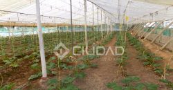 Terreno con invernaderos en La Reyerta