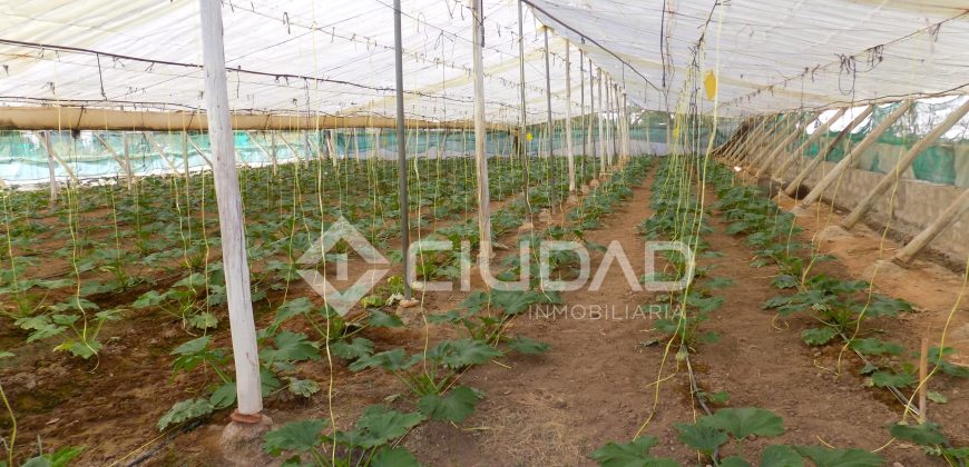 Terreno con invernaderos en La Reyerta