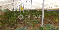 Terreno con invernaderos en La Reyerta
