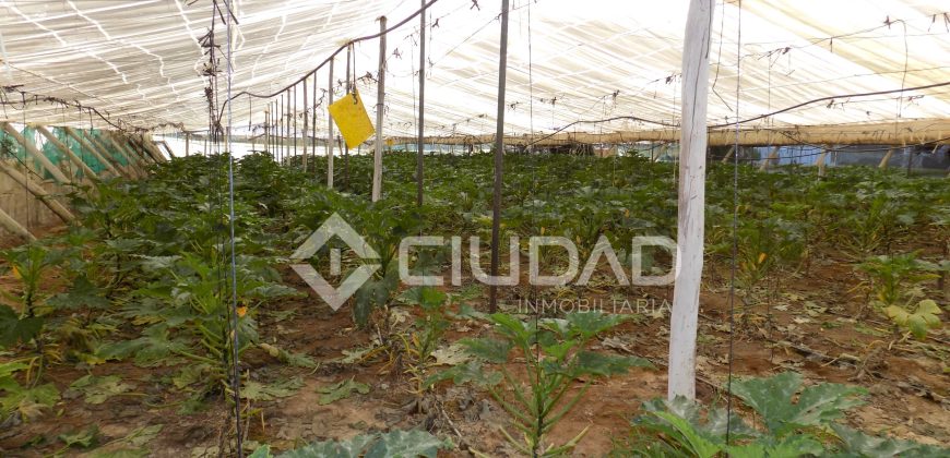 Terreno con invernaderos en La Reyerta